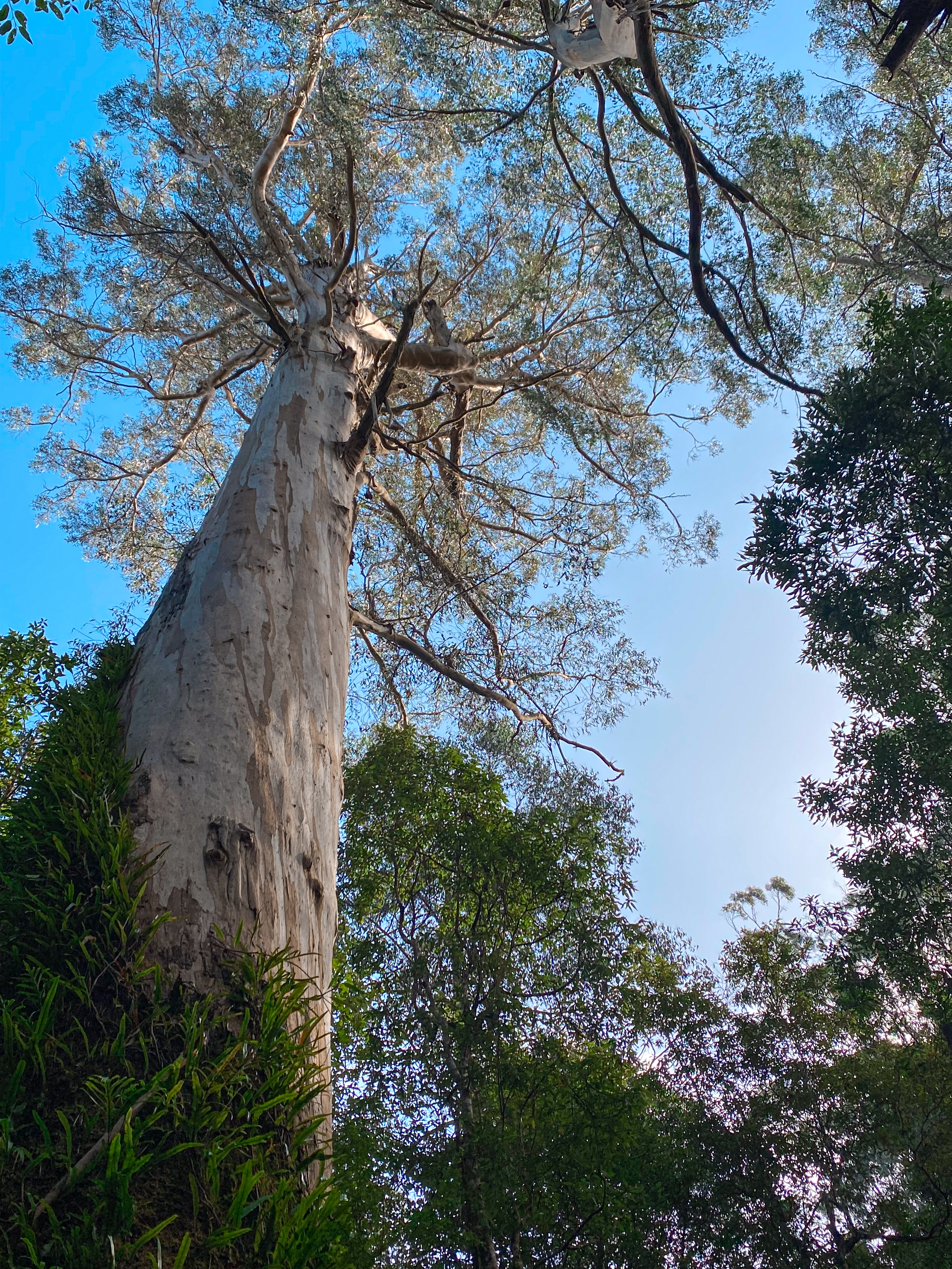 Great Otway National Park